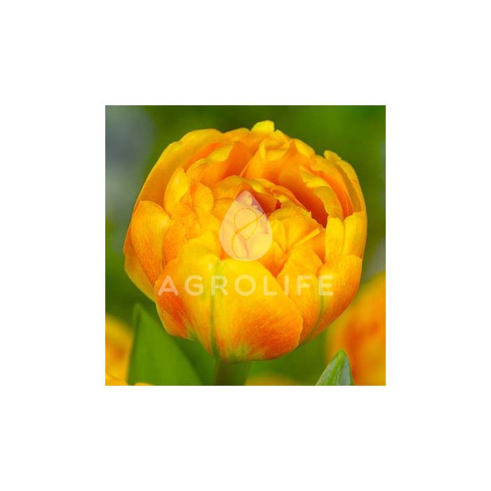 Тюльпан Sunlover,  Florium
