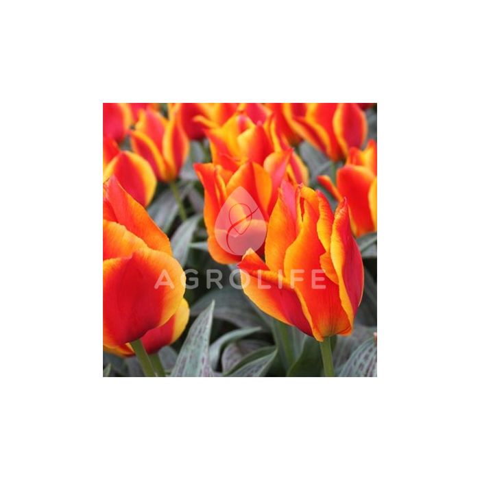 Тюльпан United States,  Florium