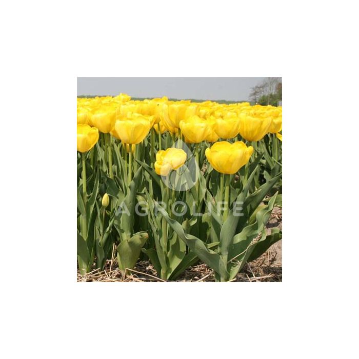 Тюльпан Yellow Angel,  Florium