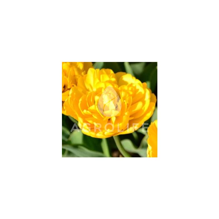 Тюльпан Yellow Pomponnet,  Florium