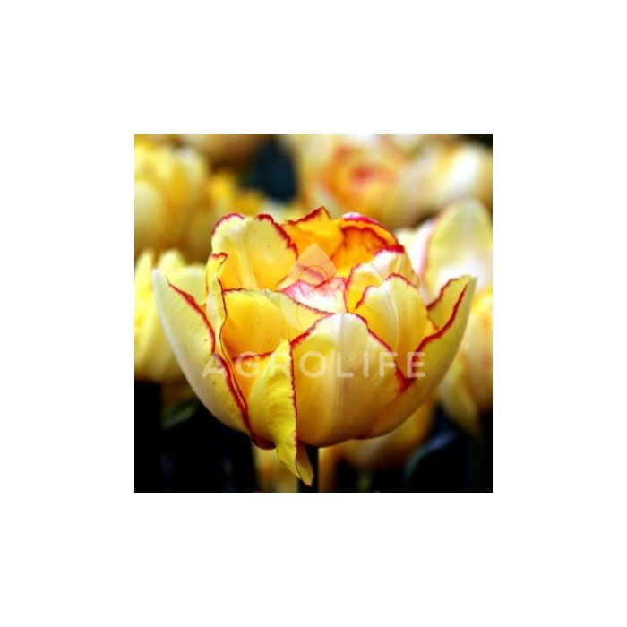 Тюльпан Aquilla,  Florium