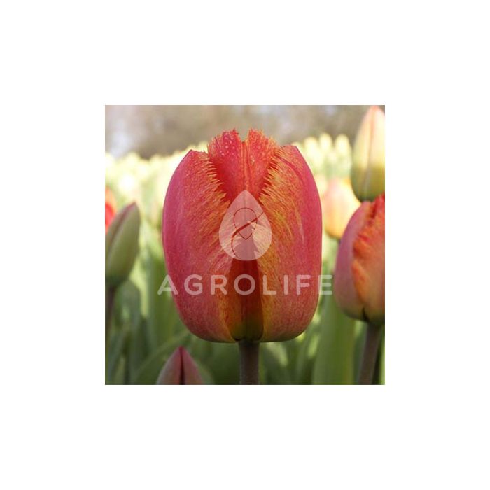 Тюльпан Fringed Solstice,  Florium