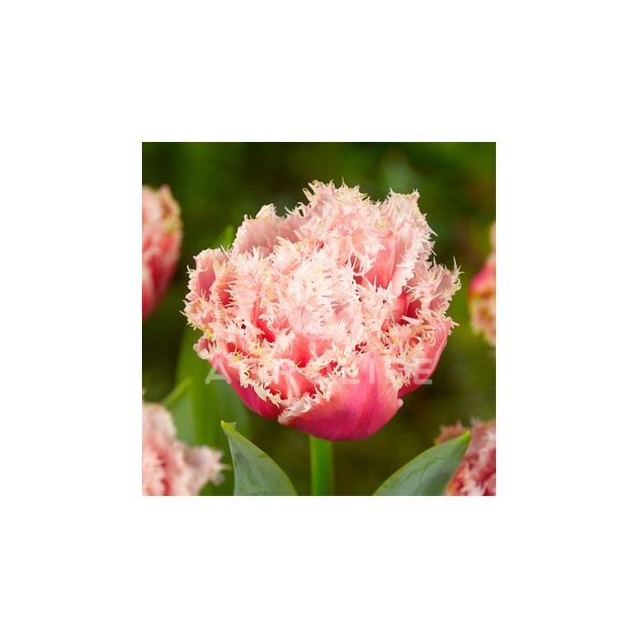 Тюльпан Queensland,  Florium