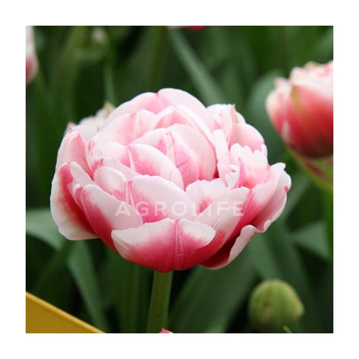 Тюльпан Gerbrand Kieft,  Florium