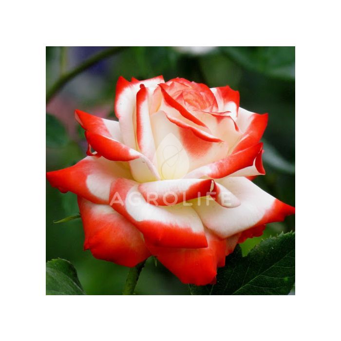 Саджанці троянди чайно-гібридна Imperatrice Farah (Імператріс Фарах)