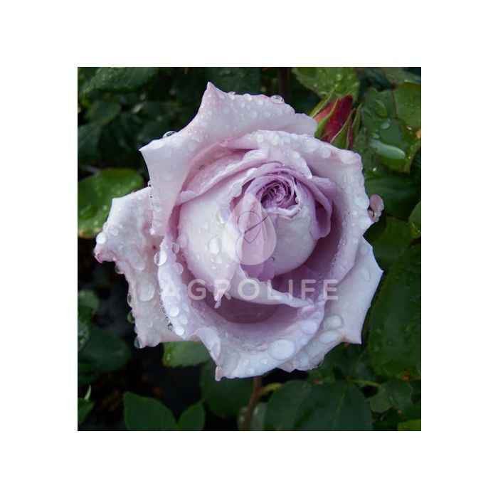 Саджанці троянди чайно-гібридна Blue Moon (Блю Мун)