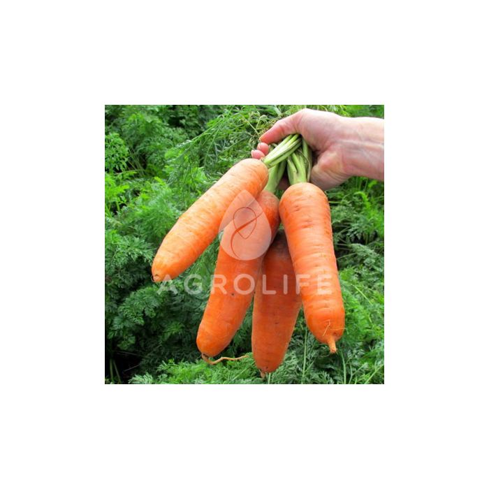 ДИАМЕНТО F1 (ВАК 75) / DIAMENTO F1 (VAC 75) - морковь, Vilmorin (Hazera)
