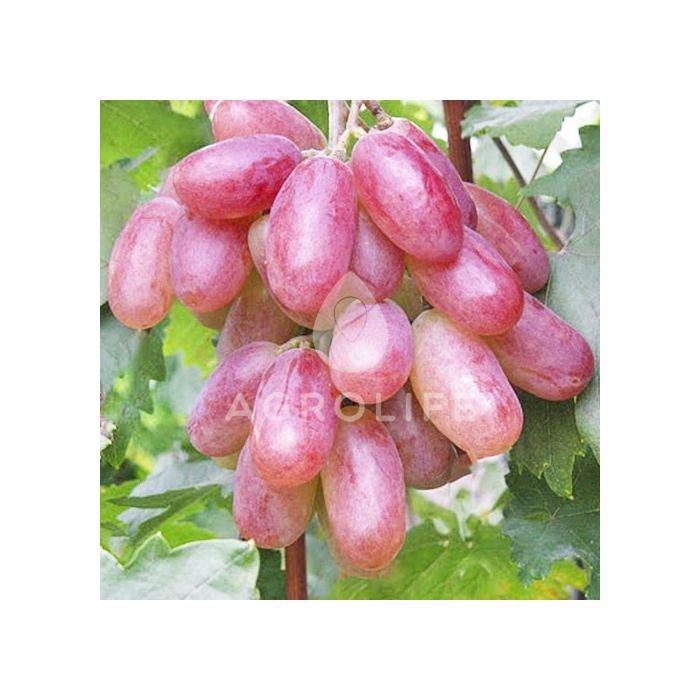 Саженцы винограда Преображение (привитый), розовый раннеспелый  