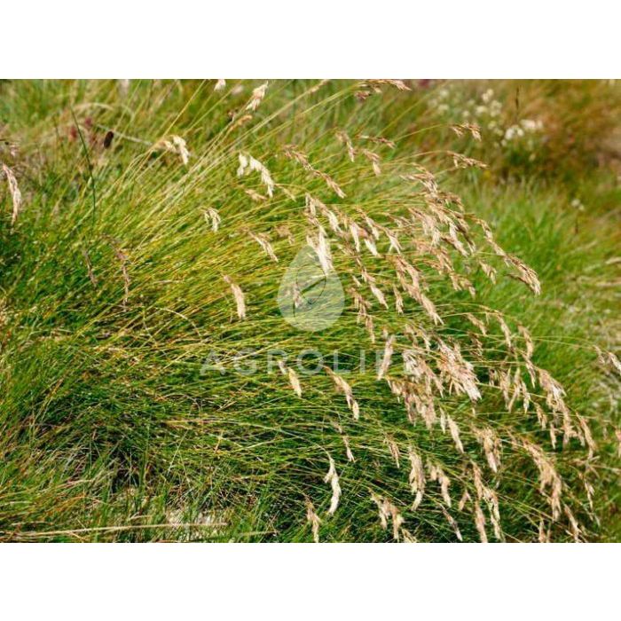 ОВСЯНИЦЯ / OVSIANIZA - газонна трава, Професійне насіння