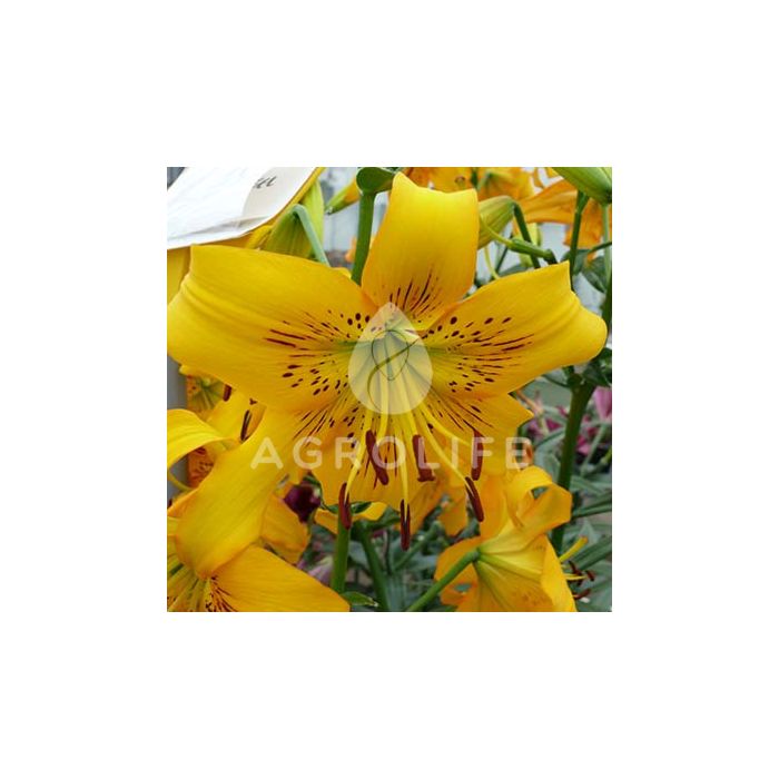 Лилия Yellow Bruse, 2 луковицы, Florium