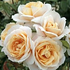 Саженцы роз кордес Lions Rose (Лаенс Роуз)