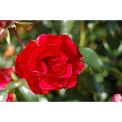 Саджанці троянди Rotilia (Ротілія)