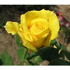 Сажденці троянди чайно-гібридна Papillon (Папіллон)