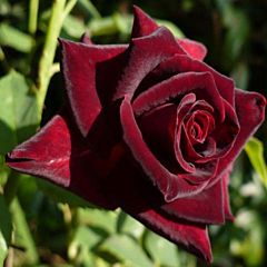 Саджанці троянди поліантова Claret Pixie (Кларет Піксі)