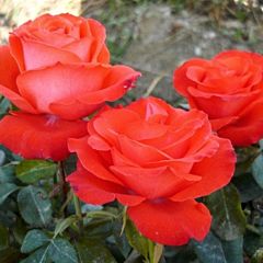 Роза чайно-гибридная Анжелика (Професійне насіння)