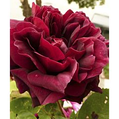 Саджанці троянди чайно-гібридна Olde Romeo (Олд Ромео)