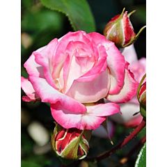 Саджанці троянди флорибунда Schneewalzer (Шнівальцер)