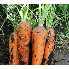 ТЕМА F1 (2,0 мм) / TEMA F1 (2,0 мм) — морква, LibraSeeds (Erste Zaden)