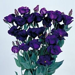 Троянда (Еустома) Piccolo® 2 Violet F1, Sakata