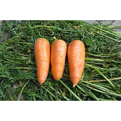 БОЛТЕКС / BOLTEX - морква, Clause