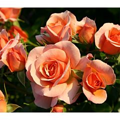 Саджанці троянди кордес Aprikola (Апрікола)