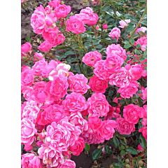 Саджанці троянди грунтопокривна Pink Fairy (Пінк Фейрі)