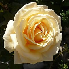 Саджанці троянди чайно-гібридна Diamond Jubilee (Даймонд Джубілі)