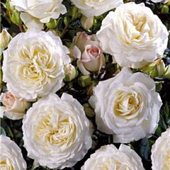 Саджанці троянди флорибунда Lenka Frayla (Лєнка Фрайла)