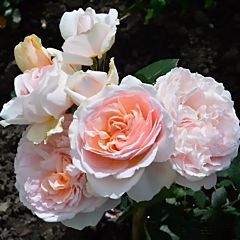 Саджанці троянди кордес Мерхензаубер (Професійне насіння)