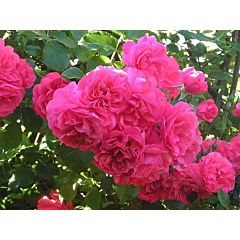 Роза парковая Розариум Утерзейн  (Професійне насіння)