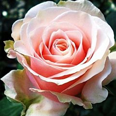 Саджанці троянди чайно-гібридна Majestic (Маджестік)
