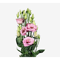 Троянда (Еустома) Alissa 2 Light Pink F1, Sakata