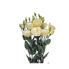 Троянда (Еустома) Borealis 0 Yellow F1, Sakata