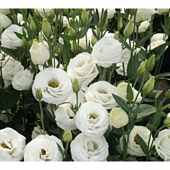 Троянда (Еустома) Doublini 1 White F1, Sakata
