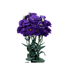 Троянда (Еустома) Excalibur Grandiflorum 2 Blue F1, Sakata