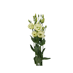 Троянда (Еустома) Excalibur Grandiflorum 3 Jade F1, Sakata