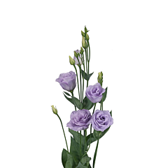 Роза (Эустома) Rosita® 3 Lavender F1, Sakata