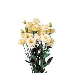 Троянда (Еустома) Rosita® 3 Yellow F1, Sakata