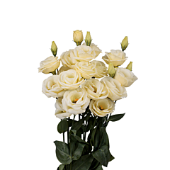 Троянда (Еустома) Rosita® 3 Yellow Imp. F1, Sakata