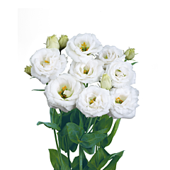 Роза (Эустома) Rosita® 4 Pure White F1, Sakata