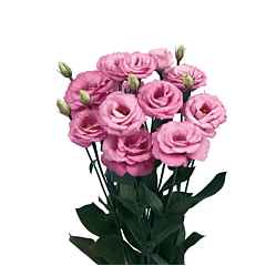 Роза (Эустома) Rosita® 4 Rose Pink F1, Sakata