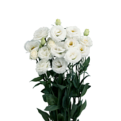 Роза (Эустома) Rosita® 4 White F1, Sakata