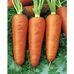 ШАНТИНО / SHANTINO — морковь, Satimex