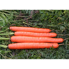 МЕТРО F1 / METRO F1 — Морковь, Agri Saaten