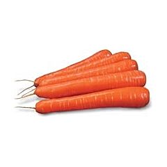 СИРКАНА F1 / SIRKANA F1 - морковь, Nunhems