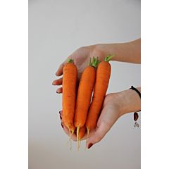РУФИНА F1 / RUFINA F1 – Морковь, Lucky Seed