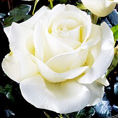 Саджанці троянди чайно-гібридна Karen Blixen (Карен Бліксен)