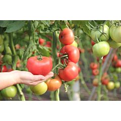 ПИНКИ ФАВОР F1 / PINKY FAVOR F1 – Индетерминантный томат, Lucky Seed