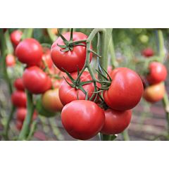 ПІНКІ СПРІНТЕР F1 / PINKY SPRINTER F1 – Індетермінантний томат, Lucky Seed