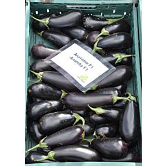 Семена баклажана купить в Украине ᐈ Agrolife ✓